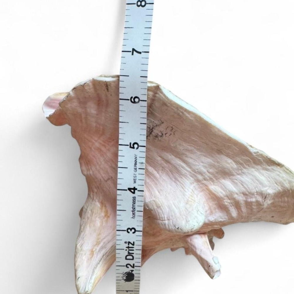 9" Pink Conch Shell Beautiful pink conch shell with a unique shape and texture - Picture 7 of 8